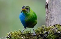 Forscher entdecken Vogel der halb weiblich und halb männlich ist