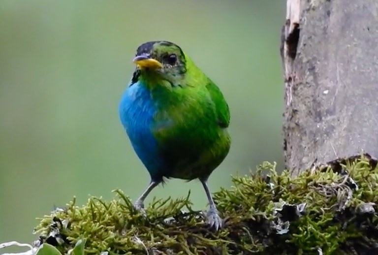 Forscher entdecken Vogel der halb weiblich und halb männlich ist