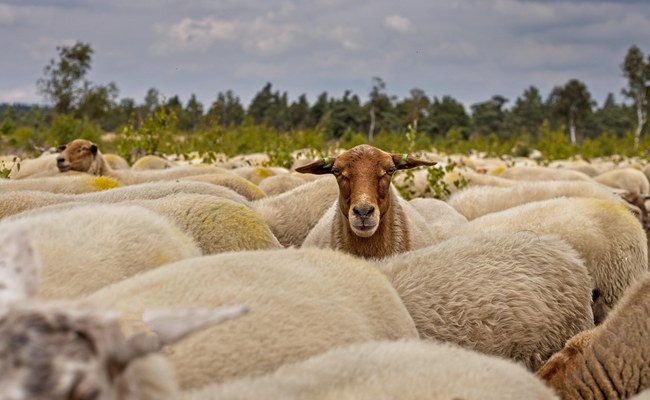 Podcast: Schwule Schafwolle auf New Yorks Laufsteg