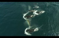 Watch: Auch Orcas feiern Pride