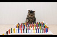 Watch: Cats and Domino