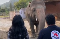 Watch: Cher bei Rettung des einsamsten Elefanten der Welt mit dabei
