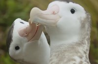 Watch: David Attenborough und das Paarungsritual zweier schwuler Albatrosse