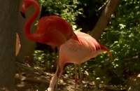 Watch: Die schwulen Flamingos von Denver