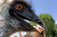 Watch: Dieses Emu und seine Freunde stehlen allen die Show