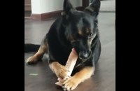 Watch: Doggy Style einmal anders