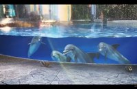 Watch: Dolphins meet Squirrels