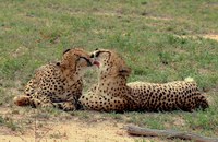 Watch: Hollywoodstar präsentiert neue Doku über queere Tiere