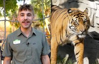 Watch: Können Tiger wie Katzen schnurren?