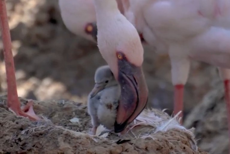 Watch: Zwei Flamingo-Daddies ziehen Küken auf