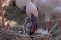 Watch: Zwei Flamingo-Daddies ziehen Küken auf