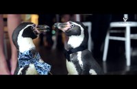 Watch: Zwei schwule Pinguine heiraten...