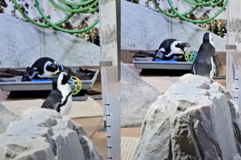 Watch: Dieses lesbische Pinguinpaar geht gerade viral...