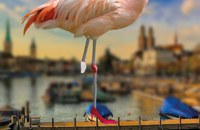 Cover Pretty Flamingo.jpg