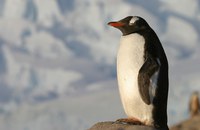 AUSTRALIEN: Pinguin-Küken hat gleich vier schwule Pflegeeltern