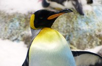 DEUTSCHLAND: Das Adoptiv-Ei der beiden schwulen Pinguine war nicht befruchtet