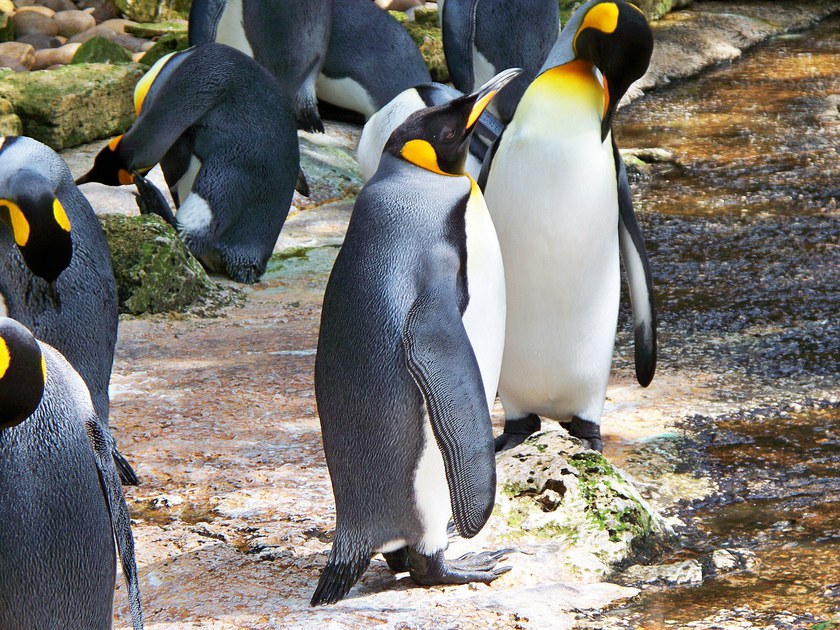 DEUTSCHLAND: Schwules Pinguin-Paar adoptiert verlassenes Ei