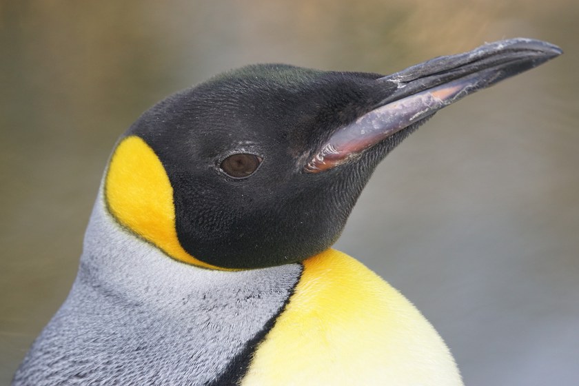 DEUTSCHLAND: Zwei schwule Pinguine bleiben unzertrennlich