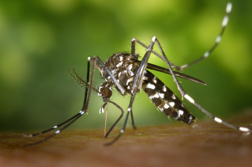 GESUNDHEIT: Erste Übertragung des Zika-Virus von Mann zu Mann bestätigt