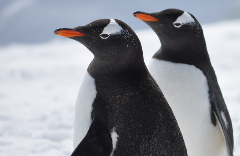 IRLAND: Hetero-Pinguine sind hier in der Minderheit
