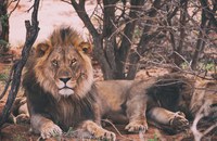 KENIA: Schwule Löwen gibts nur wegen schwulen Touristen