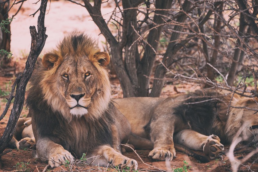 KENIA: Schwule Löwen gibts nur wegen schwulen Touristen