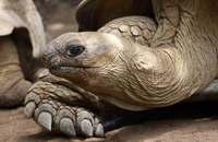 ST. HELENA: Der queere Jonathan ist nun offiziell die älteste Schildkröte, die je gelebt hat
