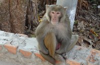 STUDIE: Männliche Affen haben mehr schwulen als hetero Sex