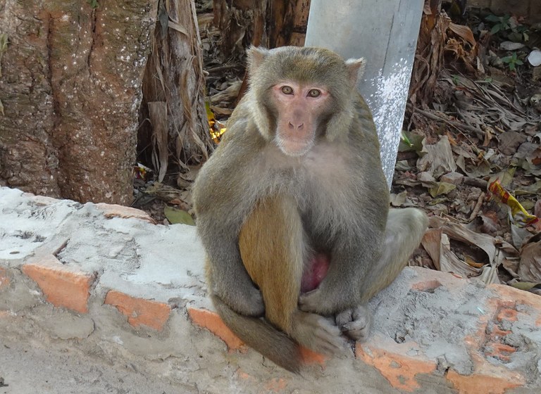 STUDIE: Männliche Affen haben mehr schwulen als hetero Sex