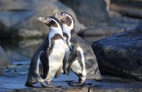 UK: Gleichgeschlechtliches Pinguin-Paar zieht Küken auf