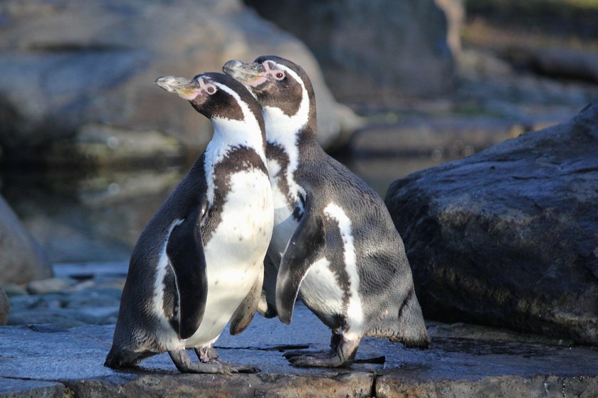UK: Gleichgeschlechtliches Pinguin-Paar zieht Küken auf