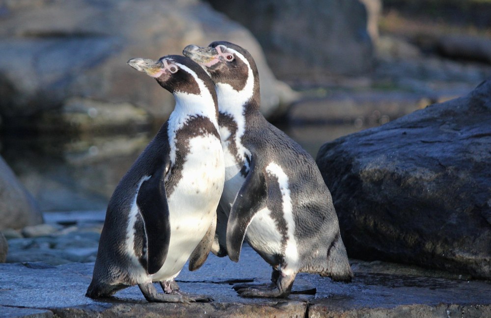 UK: Gleichgeschlechtliches Pinguin-Paar zieht Küken auf