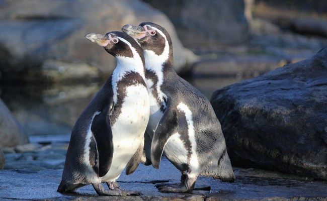 UK: Gleichgeschlechtliches Pinguin-Paar zieht Küken auf