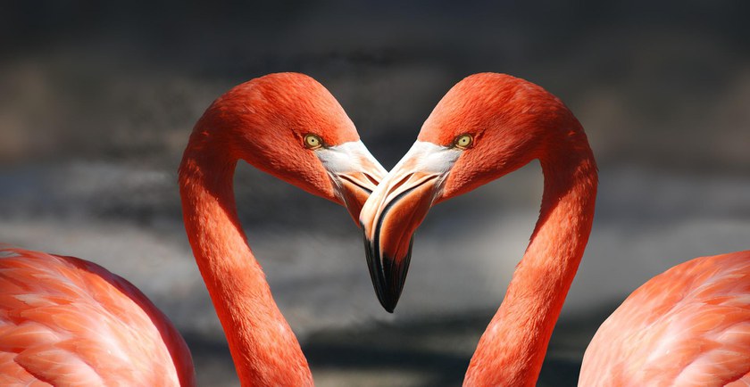 UK: Schwules Flamingo-Paar zieht gemeinsam Küken gross