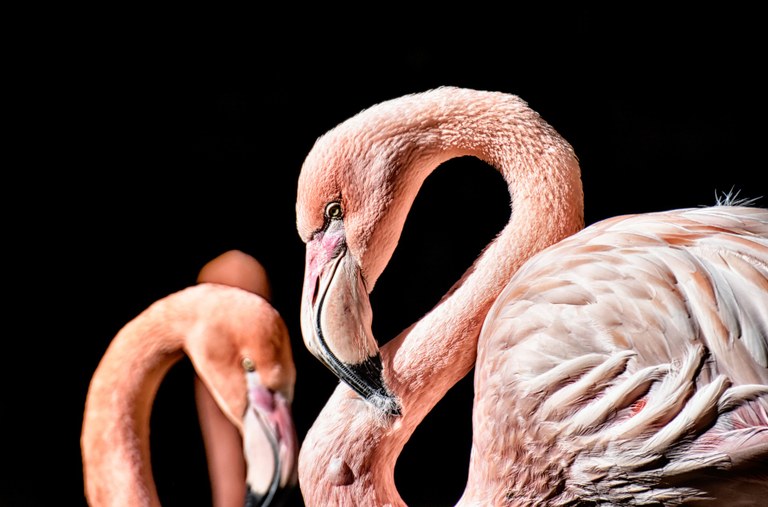 UK: Zwei männliche Flamingos ziehen Junges auf