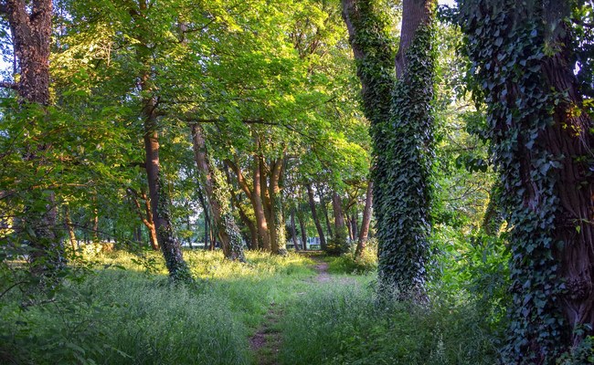 USA: Bekannter Cruising Park in New York soll familienfreundlich werden